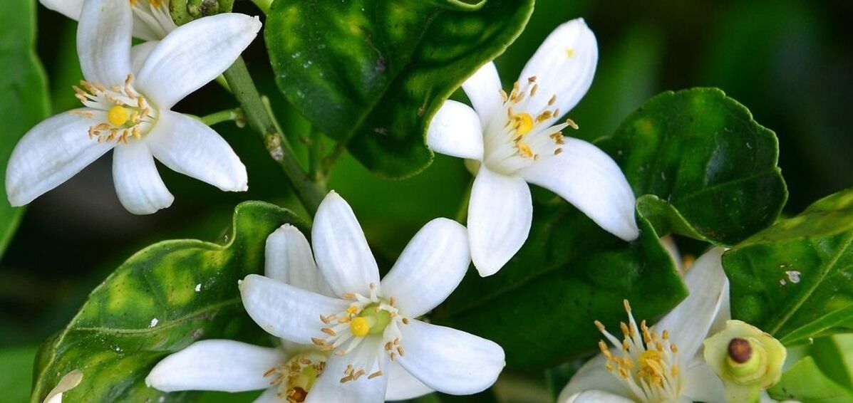 Το Neroli βοηθά στην αφαίρεση των φλεβών αράχνης